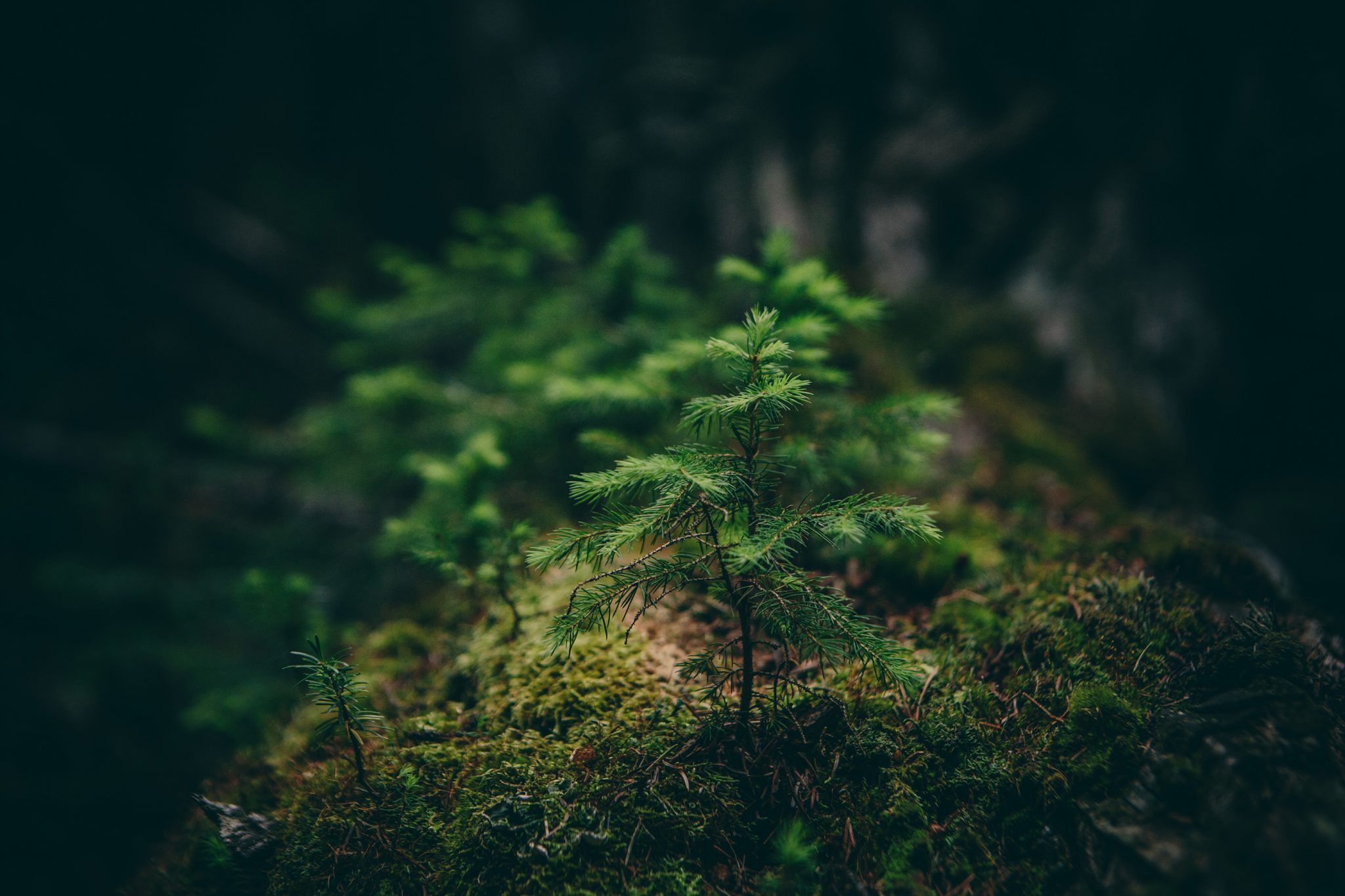skog
